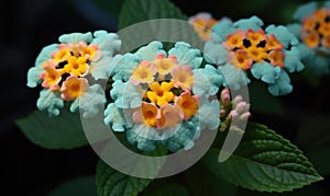 A beautiful photograph of Lantana camara