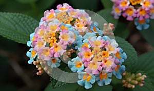 A beautiful photograph of Lantana camara