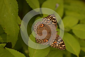 Beautiful photograph of lemon pansy  junonia lemonias  butterfly sitting on green leaf