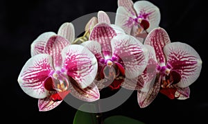 A beautiful photograph of Phalaenopsis