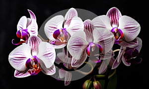A beautiful photograph of Phalaenopsis photo