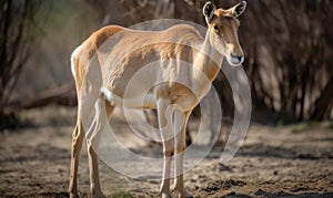 A beautiful photograph of Saiga Antelope