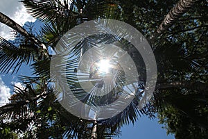 Beautiful photograph of the sun between the palm leaves forming a star.