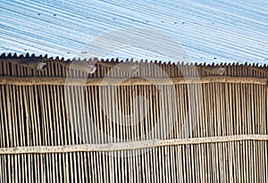 Bamboo protection wall of a tin shed house stock photo