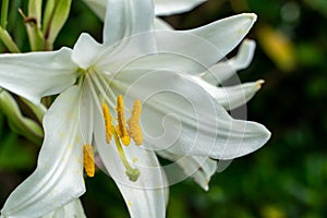 Beautiful photograph of white Easter lily blooming in nature. Pretty lilium longiflorum flower in spring. Single flower