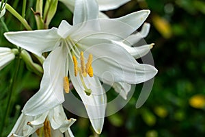 Beautiful photograph of white Easter lily blooming in nature. Pretty lilium longiflorum flower in spring. Single flower