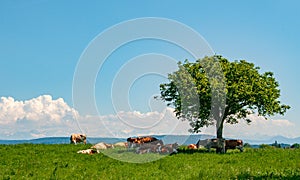 Beautiful  photography of cows laying under the tree on green grass