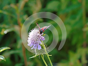 Beautiful photography of some spring flowers and a small butterfly from the city