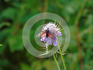 Beautiful photography of some spring flowers and a small butterfly from the city