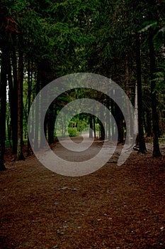 Beautiful photos of forests. Path in the deep forest