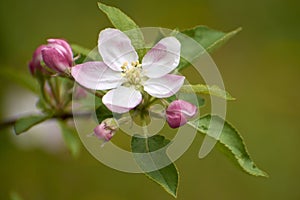 beautiful photos from the garden with apple flowers 6