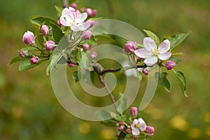 beautiful photos from the garden with apple flowers 7