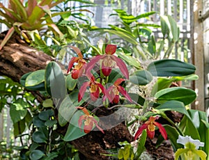 Beautiful Phragmipedium Acker`s Fu Manchu orchid