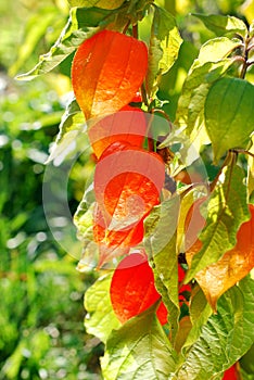 Beautiful physalis flower in the garden photo