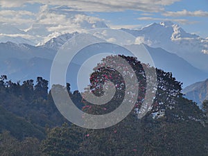 A beautiful picture of Annapurna Peaks, Poon Hill, Nepal