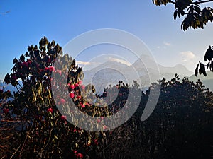 A beautiful picture of Annapurna Peaks, Poon Hill, Nepal