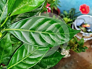 Beautiful picture of arebian jasmine plant leaves.