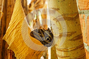 Hermoso una foto de el gran mariposa en 