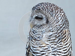 Beautiful picture of birds of prey of great size and penetrating stare