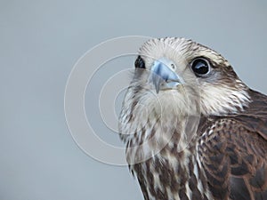 Beautiful picture of birds of prey of great size and penetrating stare