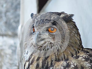 Beautiful picture of birds of prey of great size and penetrating stare photo