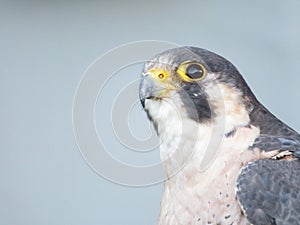 Beautiful picture of birds of prey of great size and penetrating stare