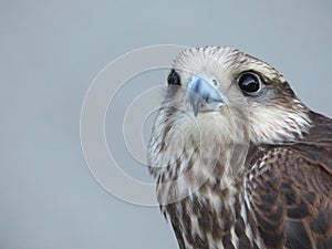 Beautiful picture of birds of prey of great size and penetrating stare photo