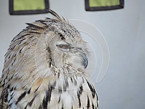 Beautiful picture of birds of prey of great size and penetrating stare