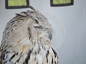 Beautiful picture of birds of prey of great size and penetrating stare photo