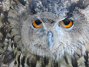 Beautiful picture of birds of prey of great size and penetrating stare photo