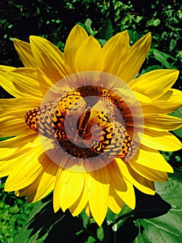 Beautiful picture of a butterfly perched on a sunflower flower