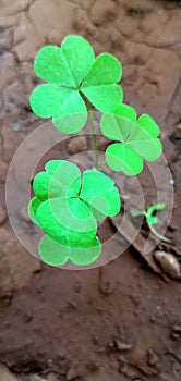 The beautiful picture of common wood sorrel.