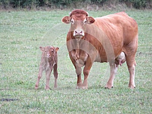 Hermoso una foto de una vaca de El gran belleza a 