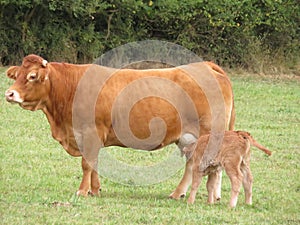 Hermoso una foto de una vaca de El gran belleza a 