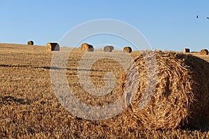 Beautiful picture of the field harvesting the grain photo