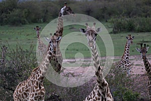 Beautiful picture of giraffes looking at the camera in the Massai Mara safari Africa