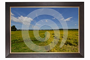 Beautiful picture of golden rice field in wooden frame