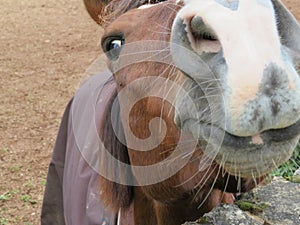 Beautiful picture of horse of great beauty and size