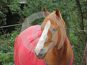 Beautiful picture of horse of great beauty and size