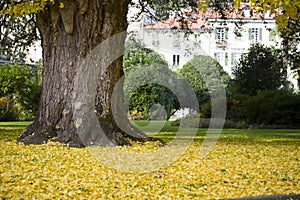 Beautiful picture of a huge tree surrounded by yellow leaves in the middle of the garden at daytime