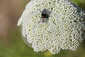 Beautiful picture of an insect by removing pollen from the flowers photo