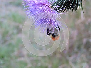 Beautiful picture of insects taking pollen from the flowers photo