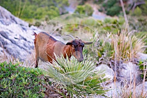 Beautiful picture with landscape of Serra de Tramuntana mountains in the island of Majorca in Mediterranean sea