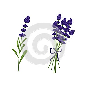 A beautiful picture of lavender in a bouquet.