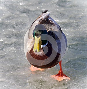 Beautiful picture with a mallard standing on ice