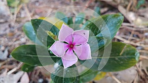 Beautiful Picture of medagasker periwinkle flower