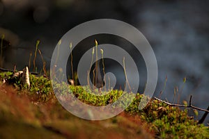 A beautiful picture of moss spores.