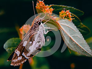 Beautiful picture in nature of butterfly skippers above the flowers.