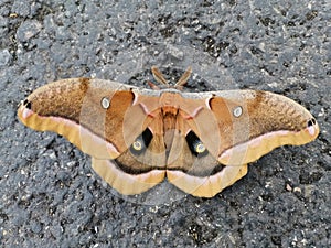 Beautiful picture of a polyphemus moth