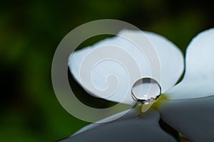 Beautiful picture of a rain drop on a white flower